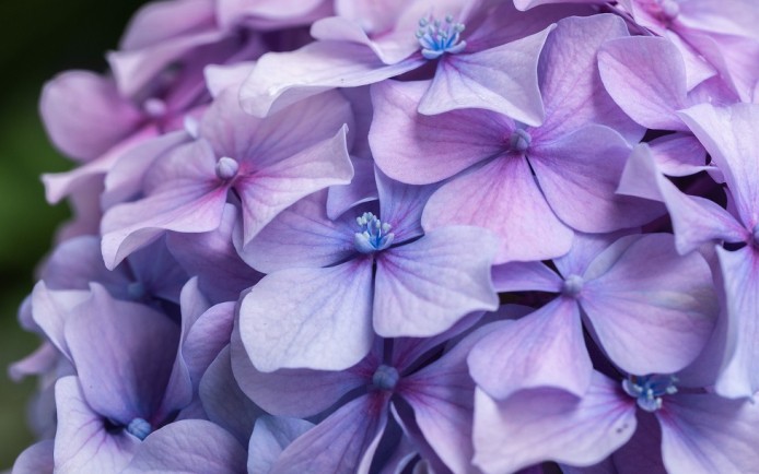 Hortensia_klein.jpg